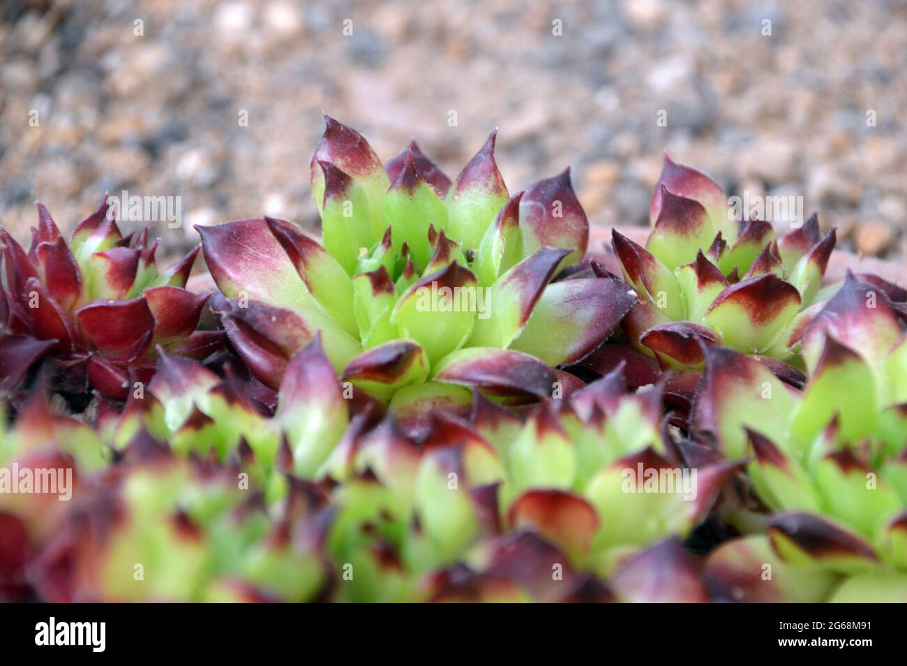 Sempervivum 'Oddity' Houseleek Rosettes cultivées dans la Maison alpine à RHS Garden Harlow Carr, Harrogate, Yorkshire, Angleterre, Royaume-Uni. Banque D'Images