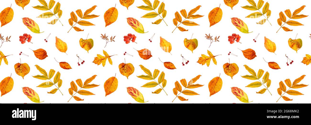 Bannière faite de feuilles d'automne naturelles et de baies sur fond blanc, comme toile de fond ou texture. Papier peint d'automne pour votre conception. Vue de dessus Flat lay. Banque D'Images