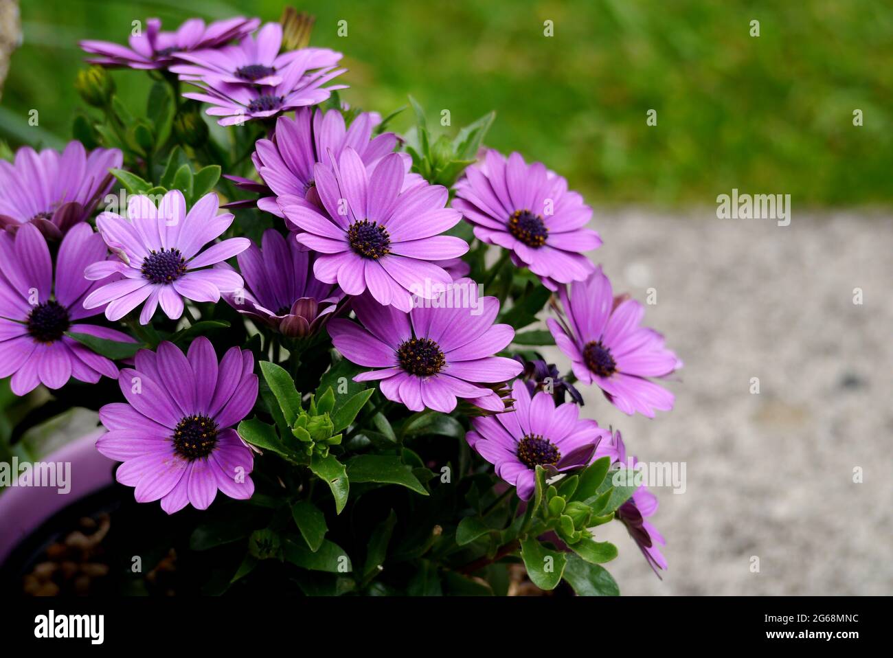 Bouquet d'Osteospermum violet vif (Africain/Cape Daisies) cultivé dans un pot dans un jardin de campagne anglais, Lancashire, Angleterre, Royaume-Uni. Banque D'Images