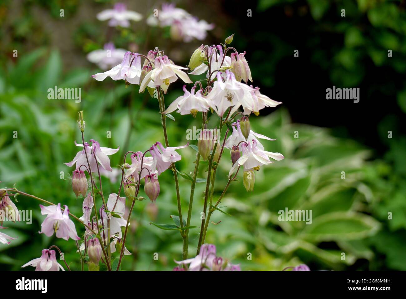 Rose pâle/mauve & blanc Aquilegia (Columbine/Granny's Bonnet) fleur cultivée dans une frontière dans un jardin anglais de campagne, Lancashire, Angleterre, Royaume-Uni. Banque D'Images