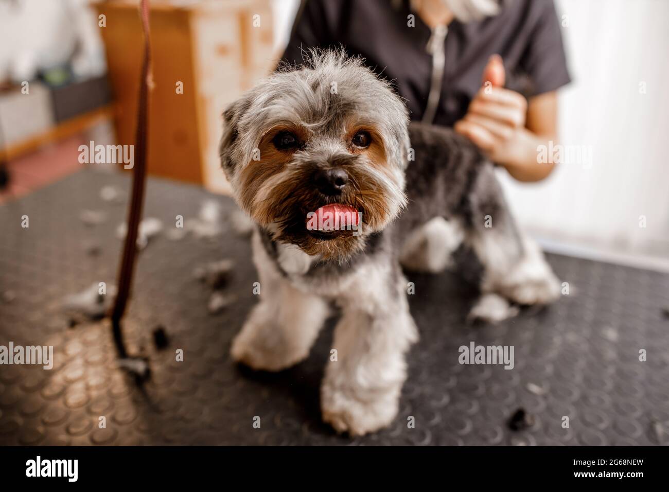 La jeune femme blonde professionnelle adore son travail avec le chien du yorkshire et tous les animaux de compagnie. Banque D'Images
