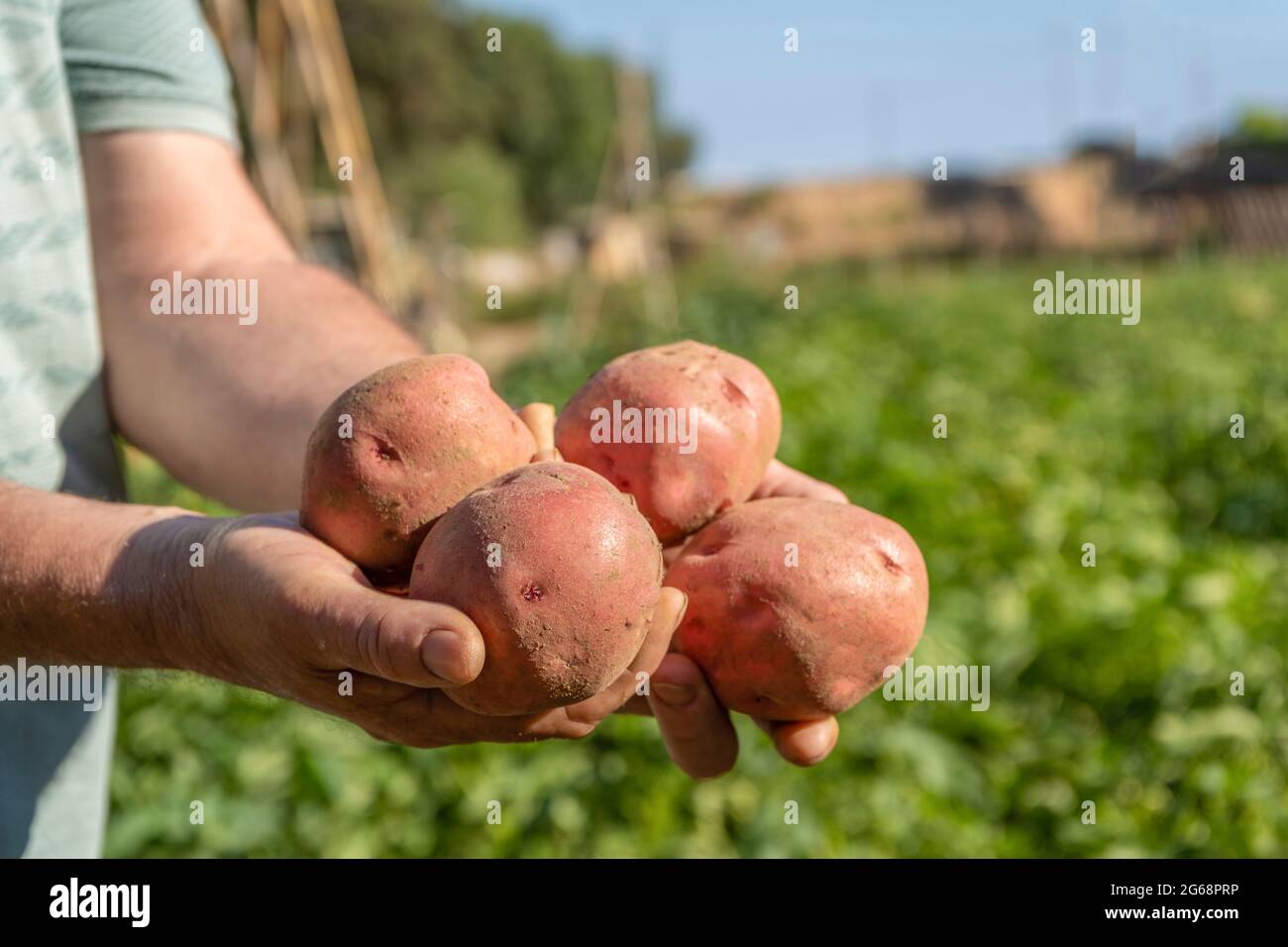 Fermier tenant des pommes de terre fraîches dans les mains, moissonnant sur le jardin de légumes. Banque D'Images