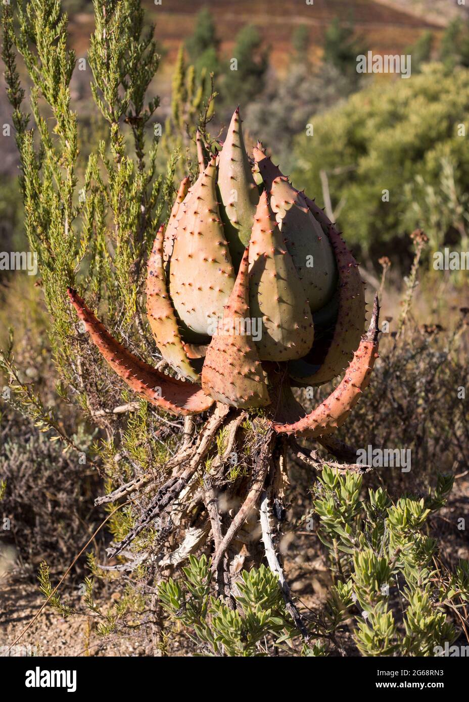 Plante de vera d'aloès stressée fermée dans la lumière du soleil, avec ses feuilles repliées Banque D'Images