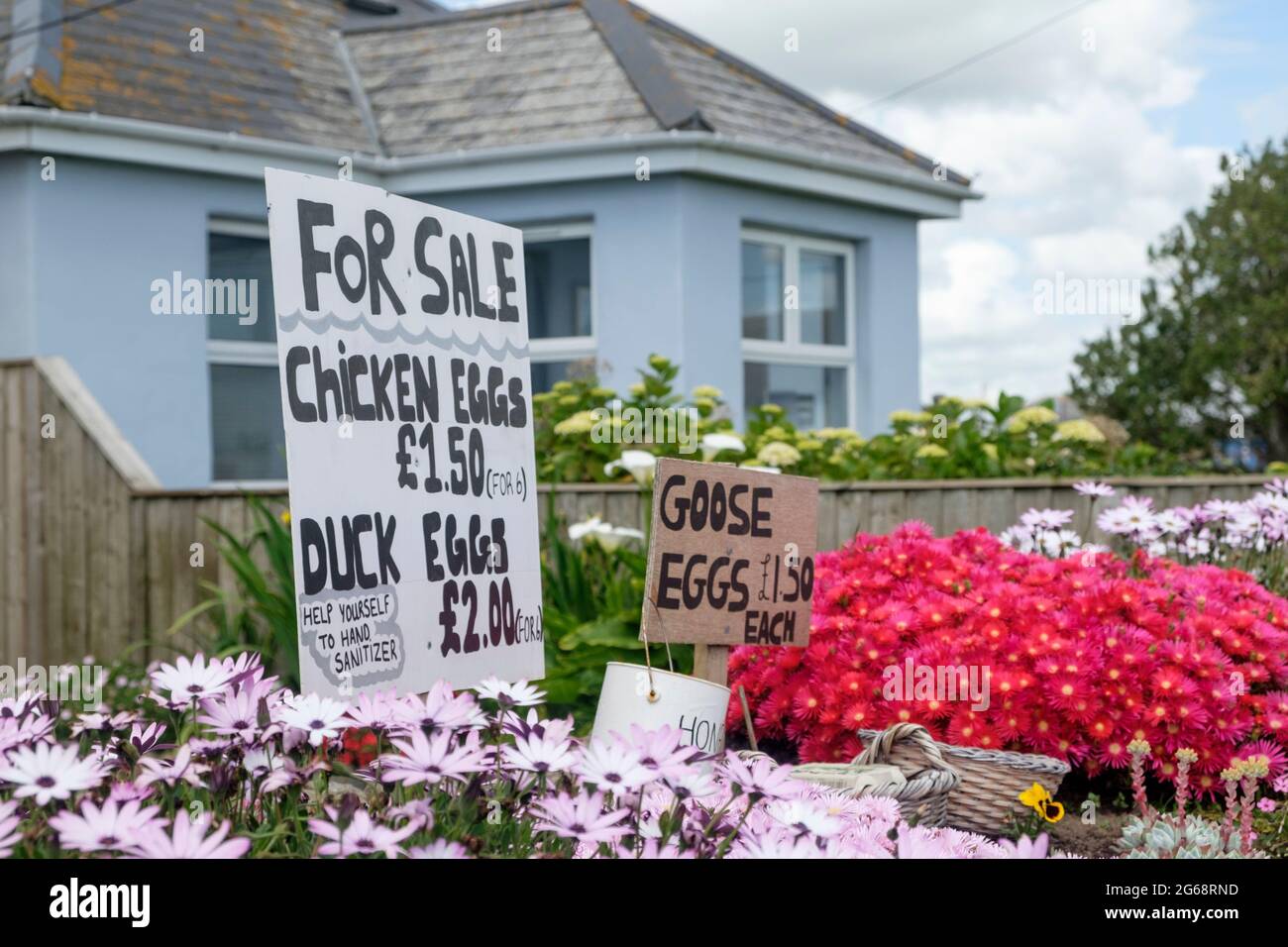 Oeufs de canard, d'oie et de poulet à vendre à partir d'un jardin de Cottage, Lizard Village, Cornwall, Royaume-Uni Banque D'Images