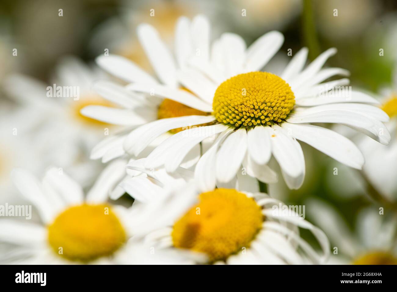 Oxeye daisies, Chipping, Preston, Lancashire, Royaume-Uni Banque D'Images