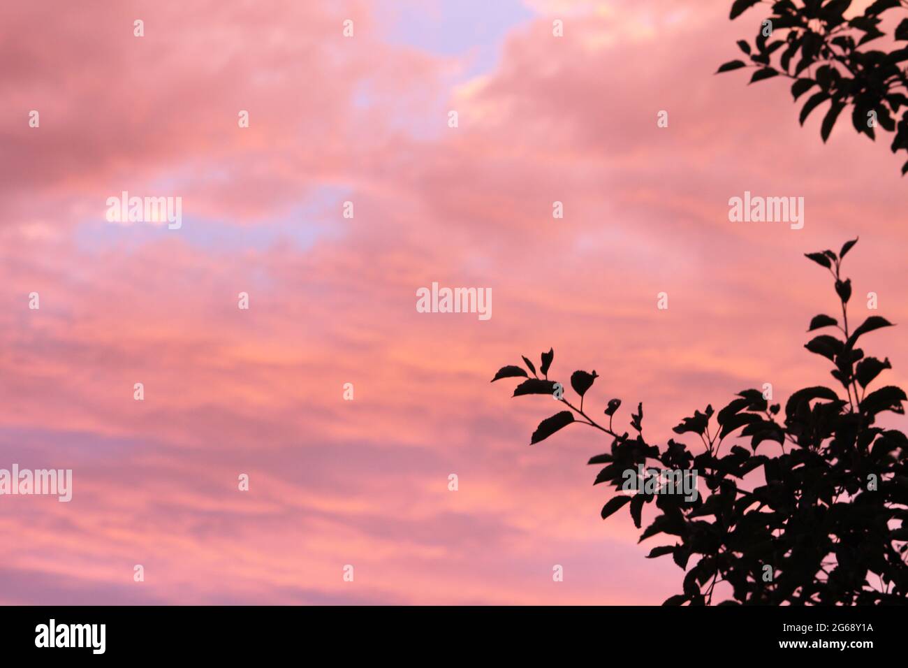 Nuage rouge pendant le coucher du soleil avec la succursale, Allemagne Banque D'Images