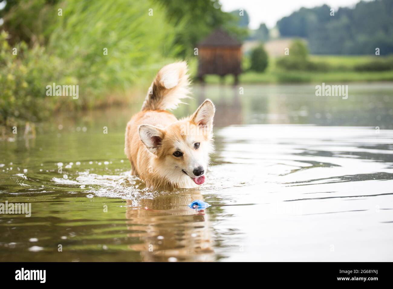 Welsh Corgi Pembroke jouer dans l'eau avec un jouet Banque D'Images