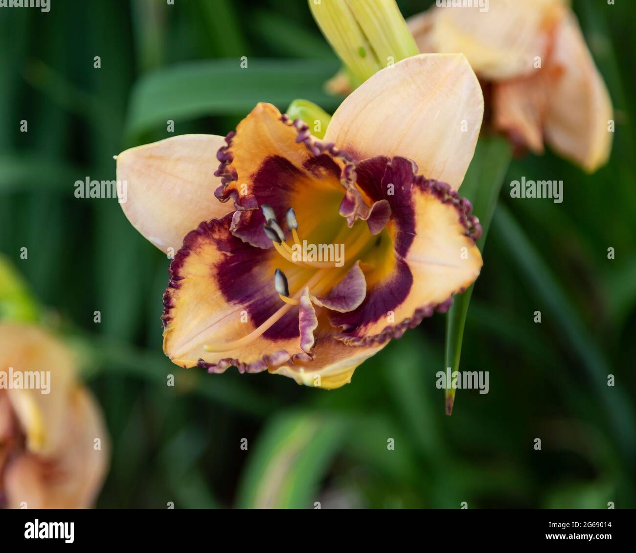 un nénuphar d'orange pâle dans le jardin nord le matin Banque D'Images