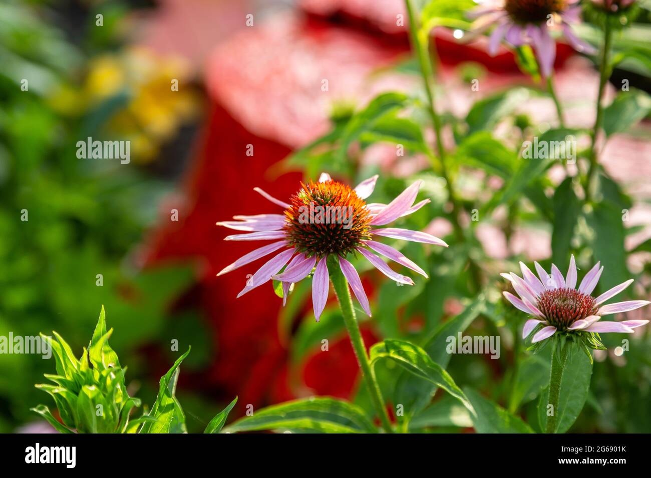un gros plan d'une fleur de conefères en croissance dans le jardin arrière Banque D'Images