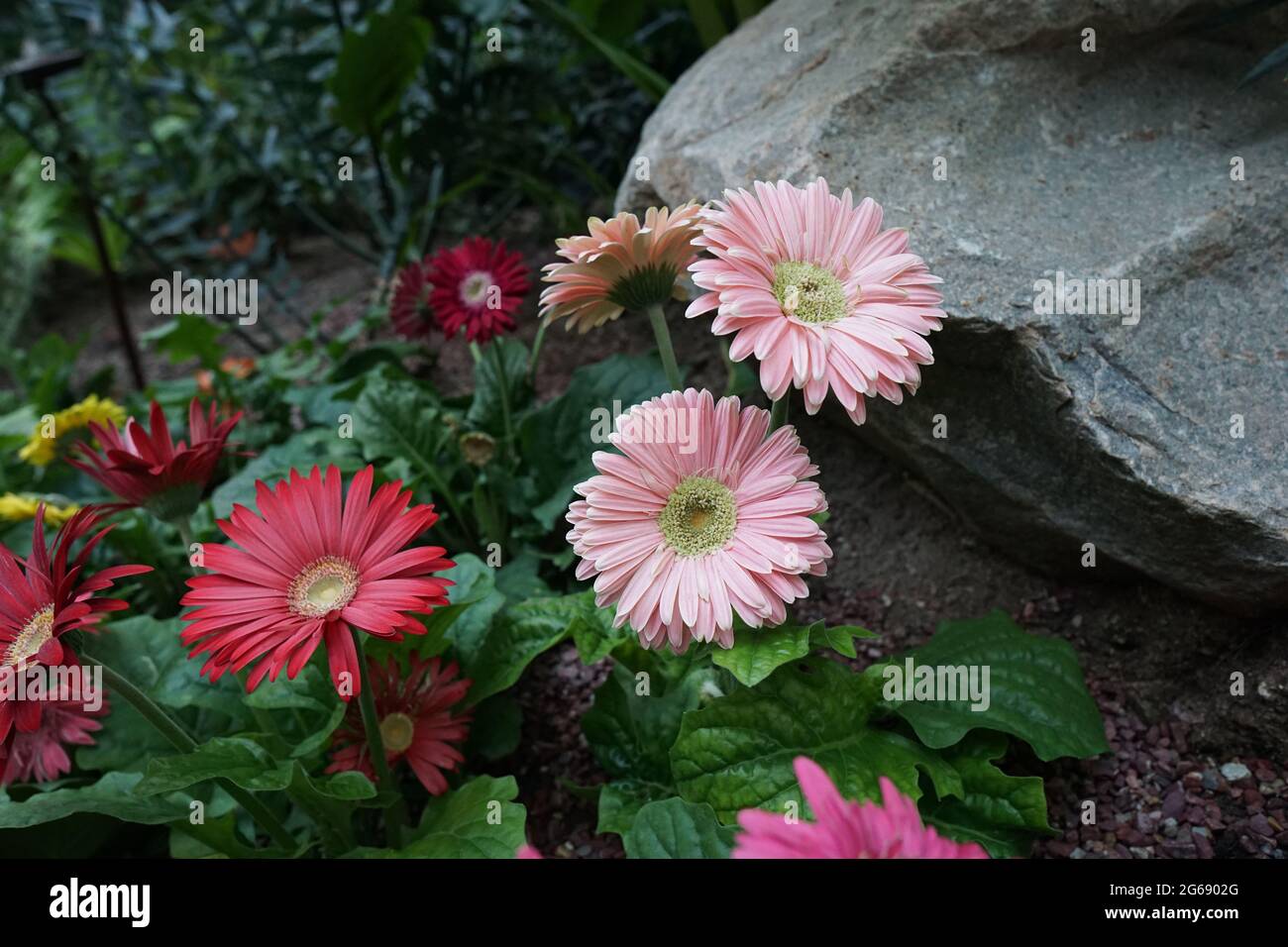 Pâquerette Barberton - fleur gerbera Banque D'Images