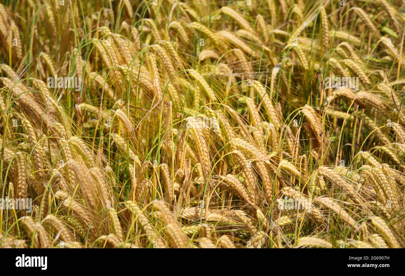 Gros plan, texture et arrière-plan d'un champ de grain jeune qui est seulement mûrissant Banque D'Images