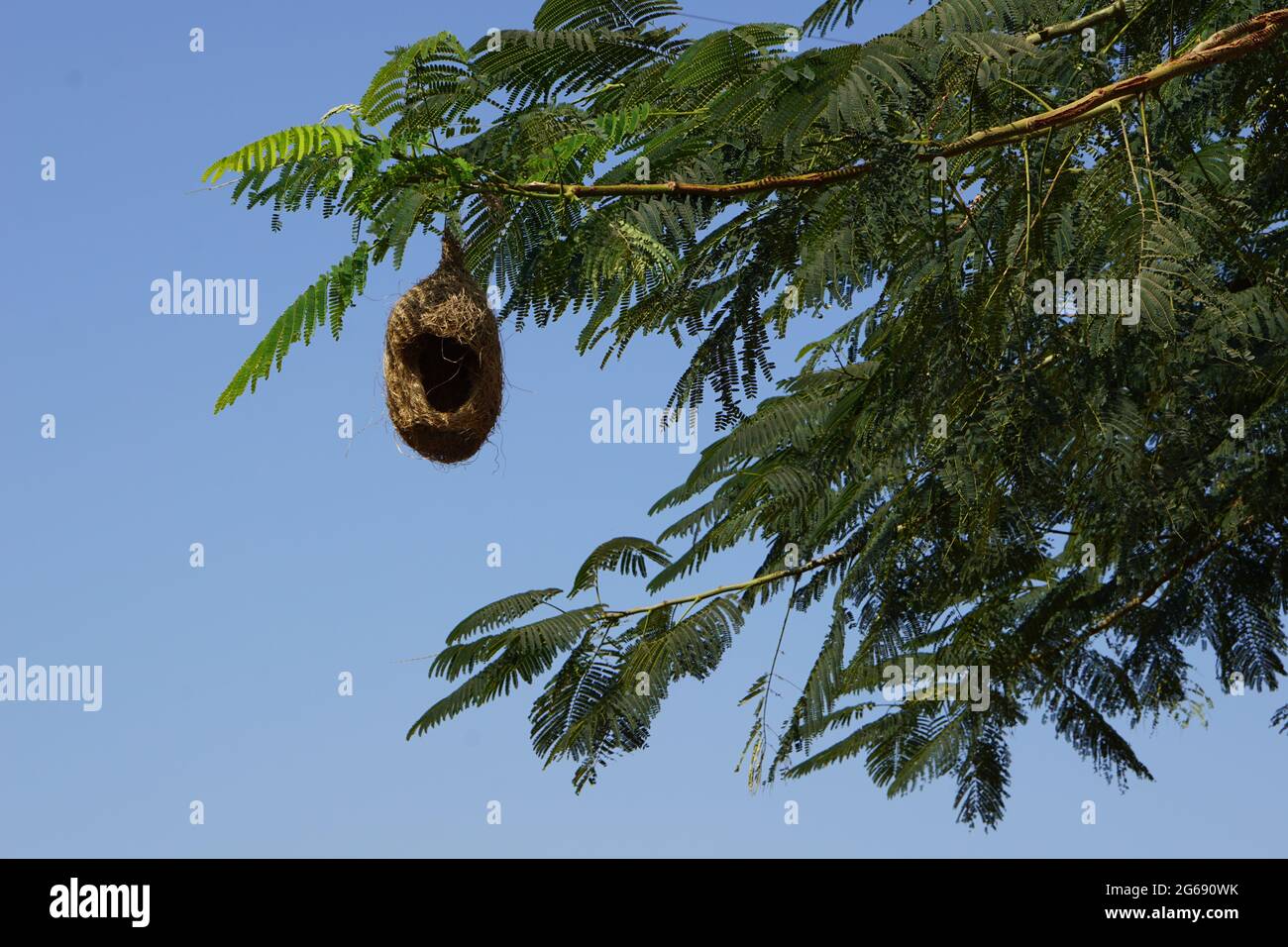 Weaverbird nichent sur l'arbre Banque D'Images