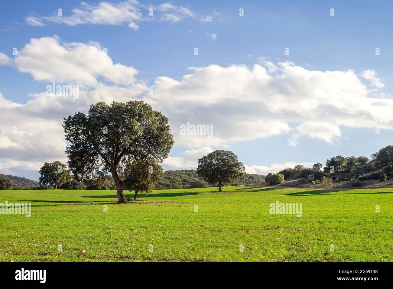 Holm chêne grove paysage vert dans la campagne du printemps Banque D'Images