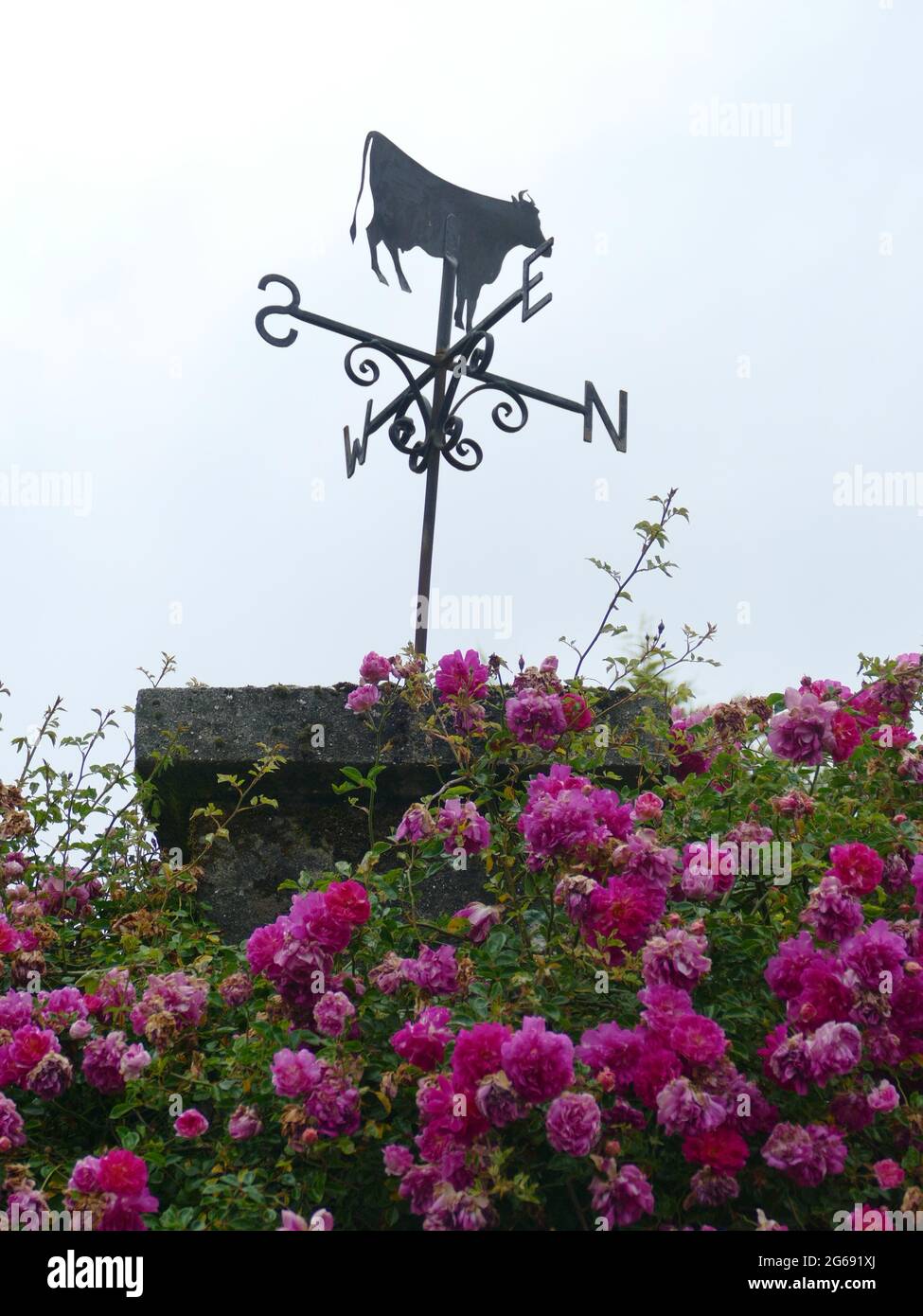 Chèvre Boer Banque D'Images