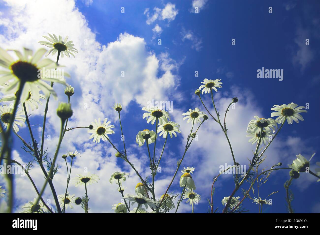 Vue à angle bas de l'œil de ver sur les fleurs de camomille blanche dans le champ de fleurs sauvages contre le ciel bleu nuages moelleux en été Banque D'Images Vue à angle bas de l'œil de ver sur les fleurs de camomille blanche dans le champ de fleurs sauvages contre le ciel bleu nuages moelleux en été Banque D'Images