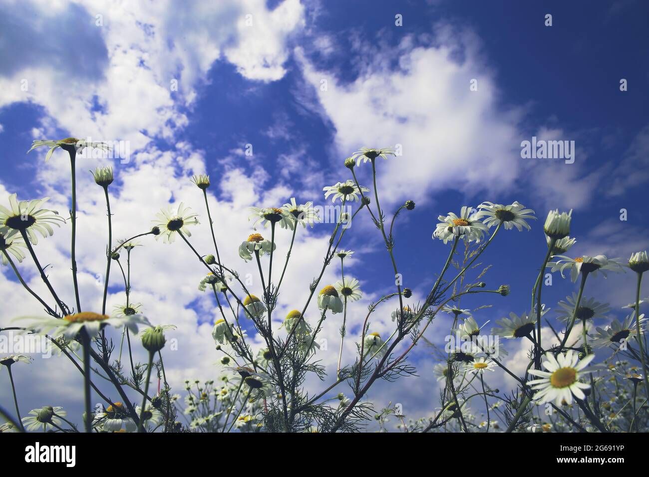 Vue à angle bas de l'œil de ver sur les fleurs de camomille blanche dans le champ de fleurs sauvages contre le ciel bleu nuages moelleux en été Banque D'Images Vue à angle bas de l'œil de ver sur les fleurs de camomille blanche dans le champ de fleurs sauvages contre le ciel bleu nuages moelleux en été Banque D'Images