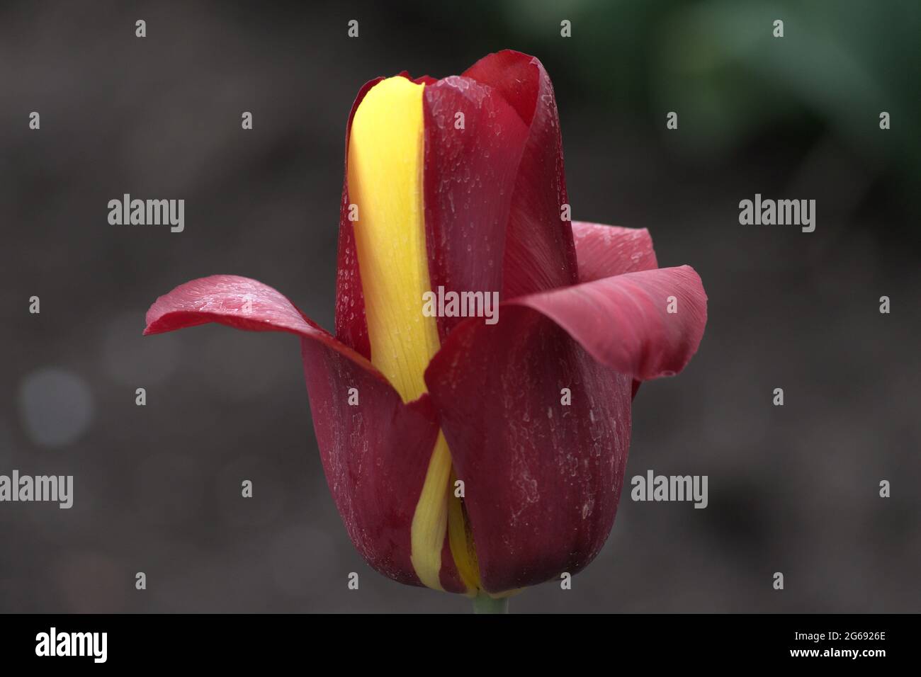 Une belle tulipe rouge jaune trouvée aux pays-Bas Banque D'Images