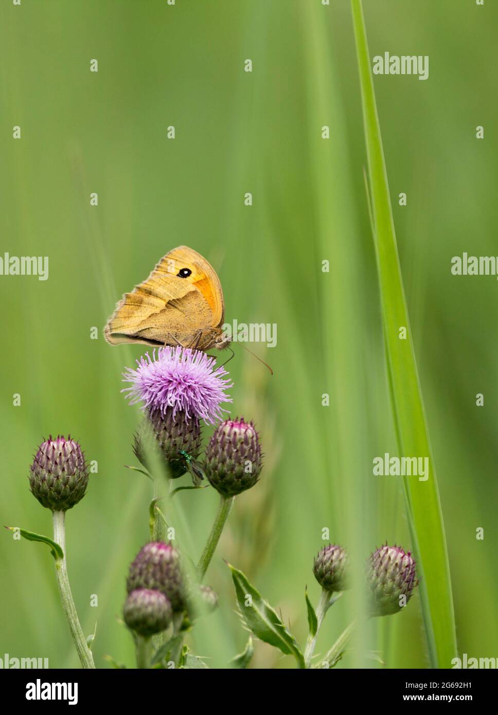 Le petit papillon de bruyère (Coenonympha pamphilus) s'est installé sur une tête de fleur de lilas de chardon rampant (Cirsium arvense) d'ailes marron orange avec marquage des yeux Banque D'Images