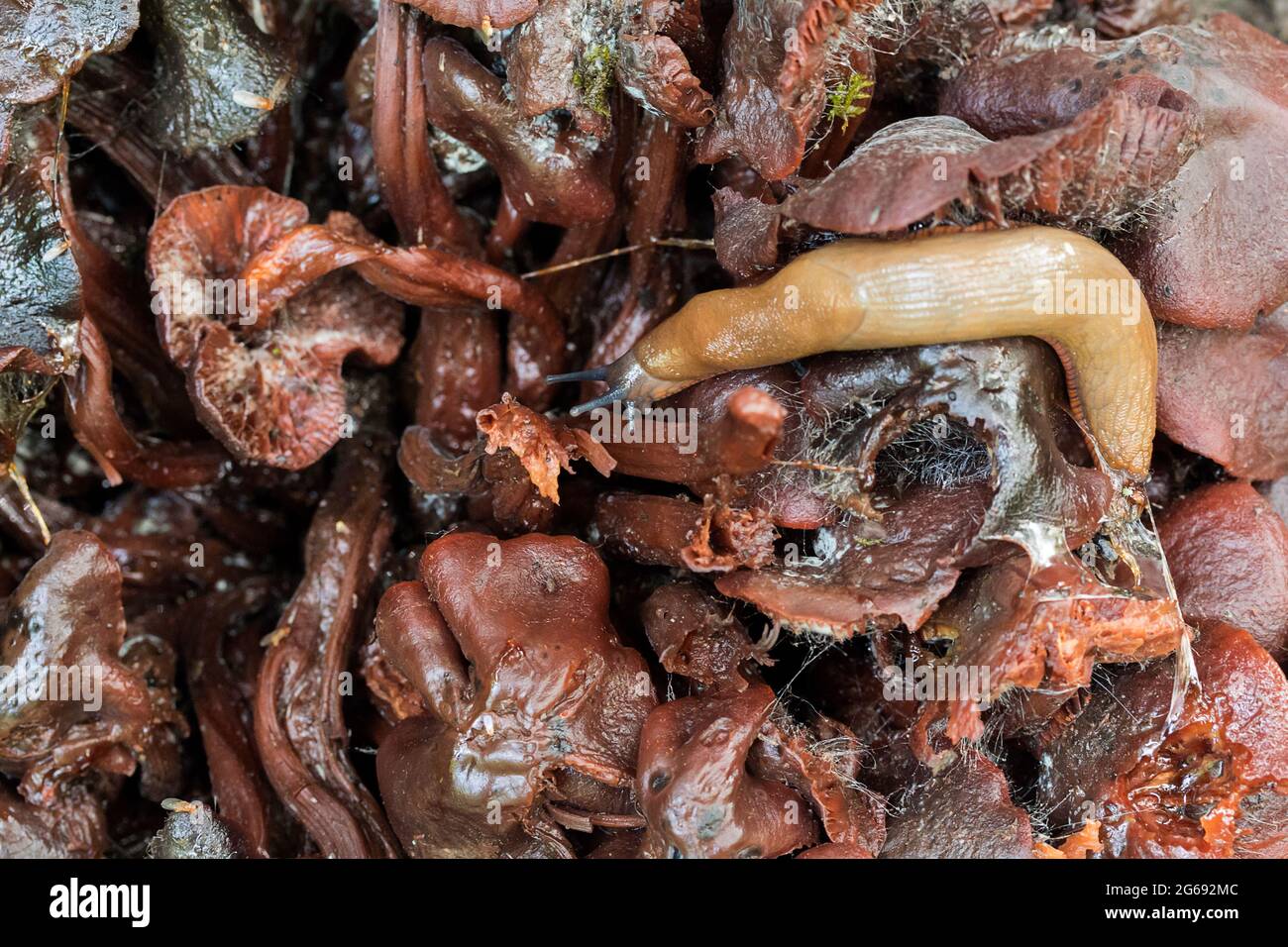 Grande limace rouge (arion ater) sur un grand lit de champignons pourpres et noirs en décomposition. La limace pâle entièrement étendue contraste avec les champignons pourrissants foncés. Banque D'Images