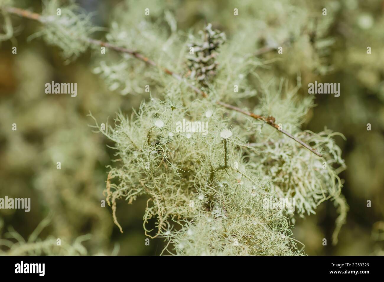 Usnea lichens vert pâle poussant sur un arbre Banque D'Images