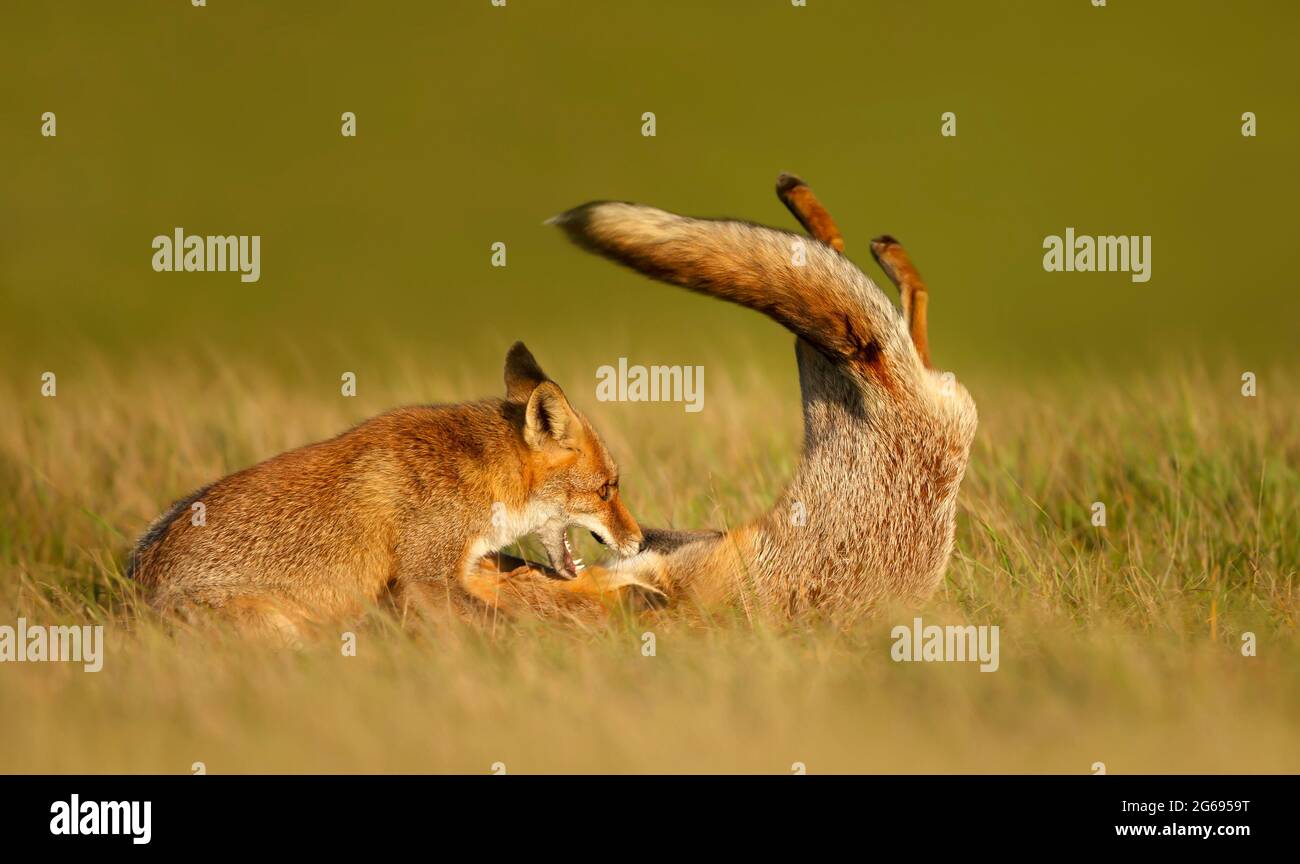 Gros plan de deux oursons de renard roux (Vulpes vulpes) dans le champ de l'herbe. Banque D'Images