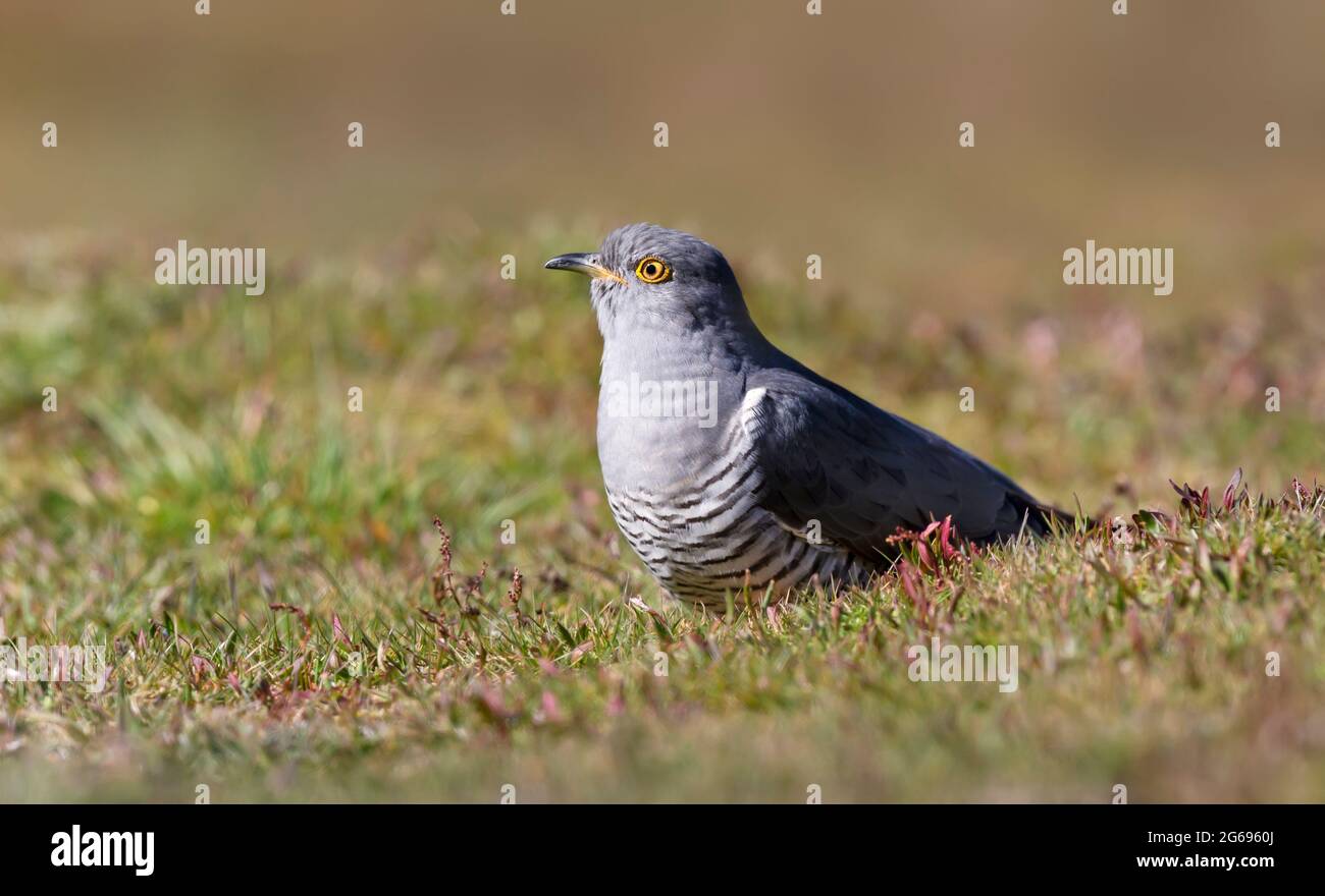 Portrait d'un Cuckoo commun debout sur l'herbe, Royaume-Uni. Banque D'Images