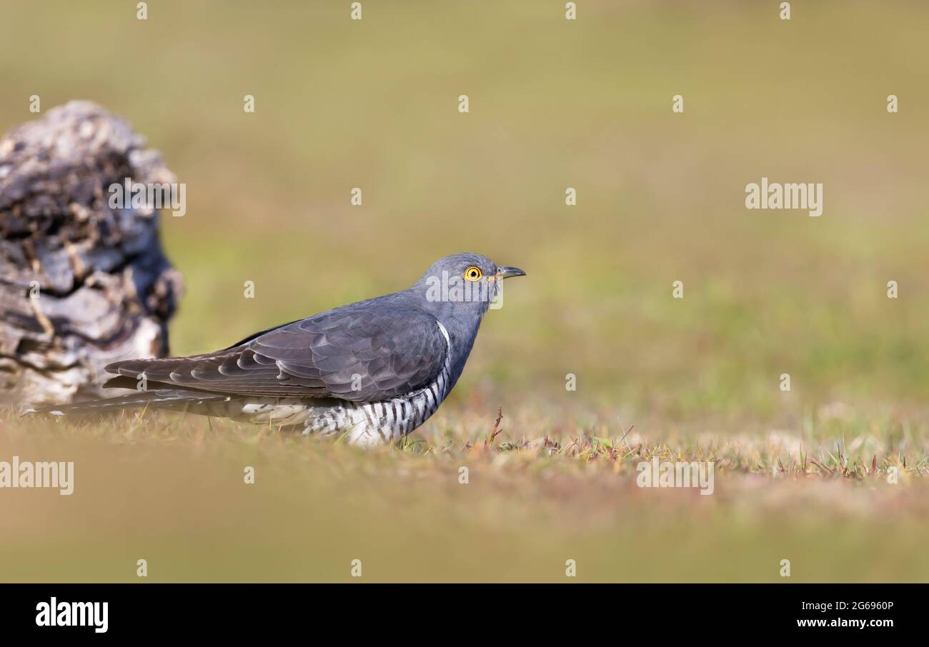 Gros plan d'un Cuckoo commun dans un pré, Royaume-Uni. Banque D'Images