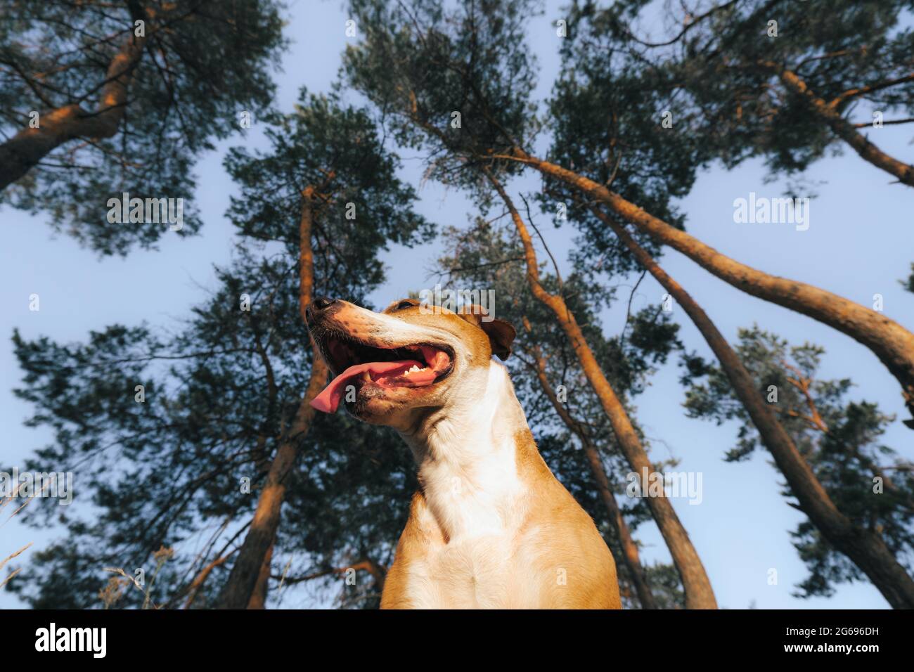 Photo de héros d'un chien heureux dans la forêt parmi les pins. Photo à angle bas d'un terrier du staffordshire lors d'une randonnée dans les bois Banque D'Images