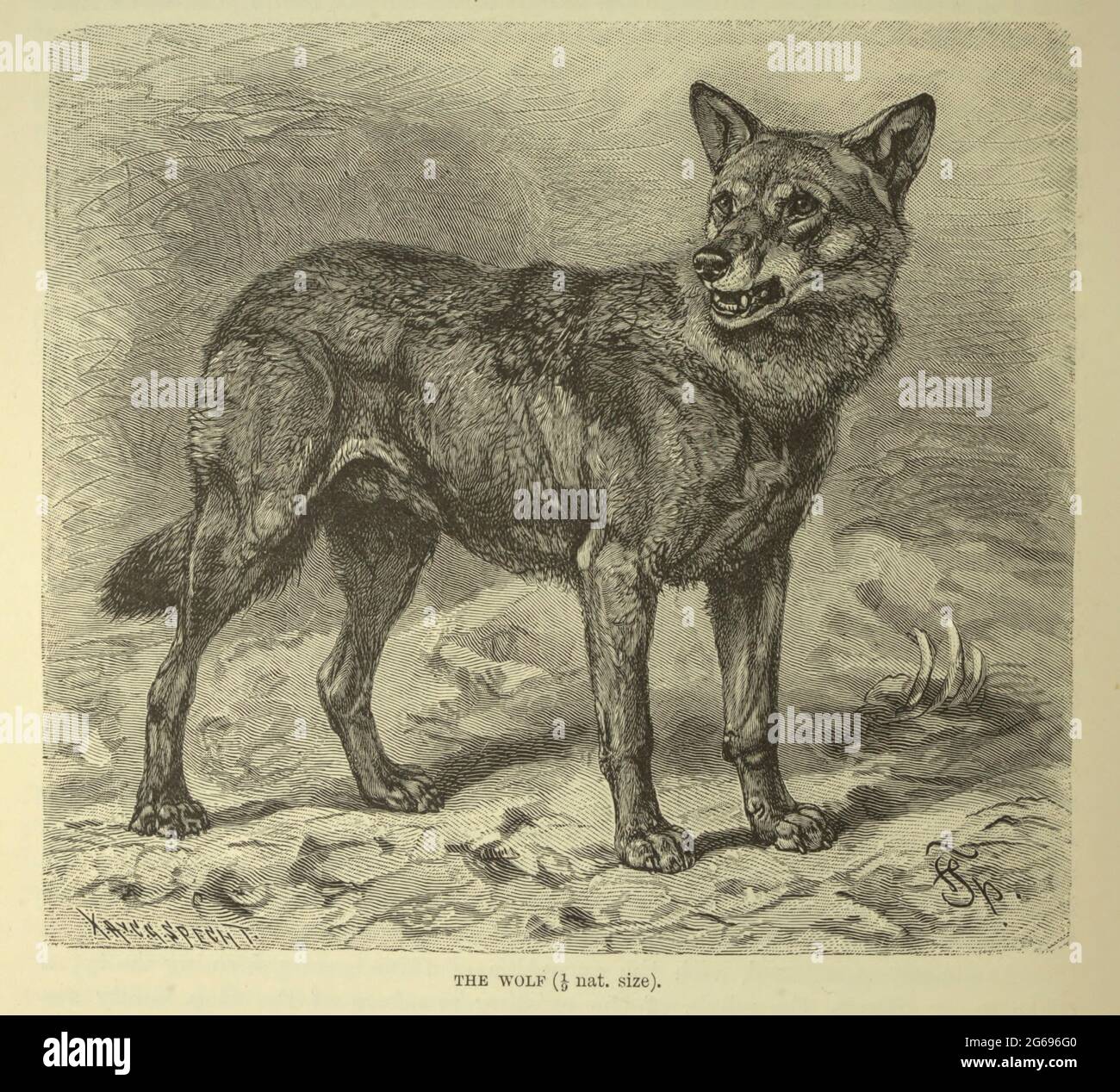 Wolf du livre « Royal Natural History » Volume 1 édité par Richard Lydekker, publié à Londres par Frederick Warne & Co en 1893-1894 Banque D'Images