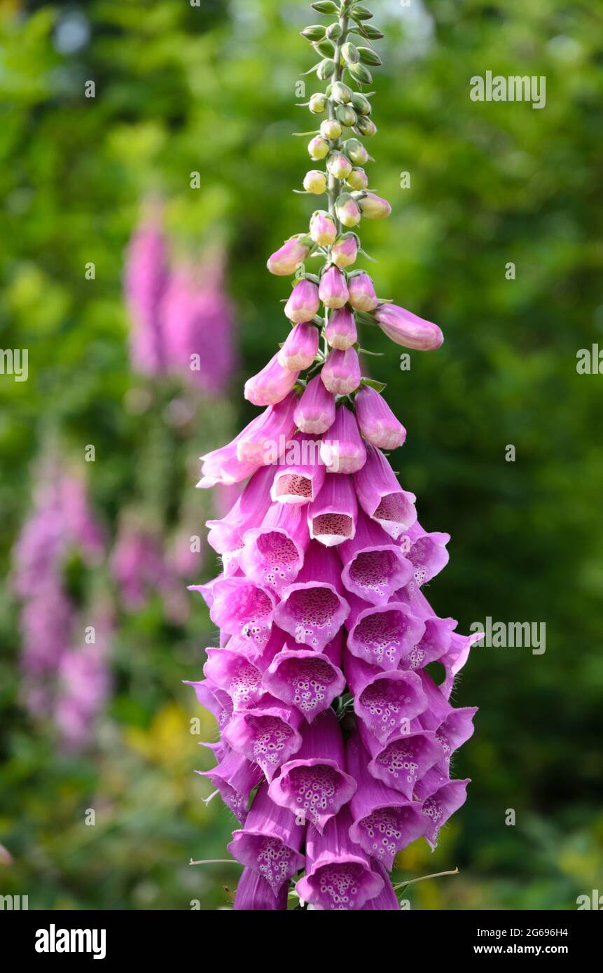 Digitalis purpurea, plante pourpre et fleurs connues sous le nom de foxgant commun dans une forêt en Allemagne, en Europe Banque D'Images