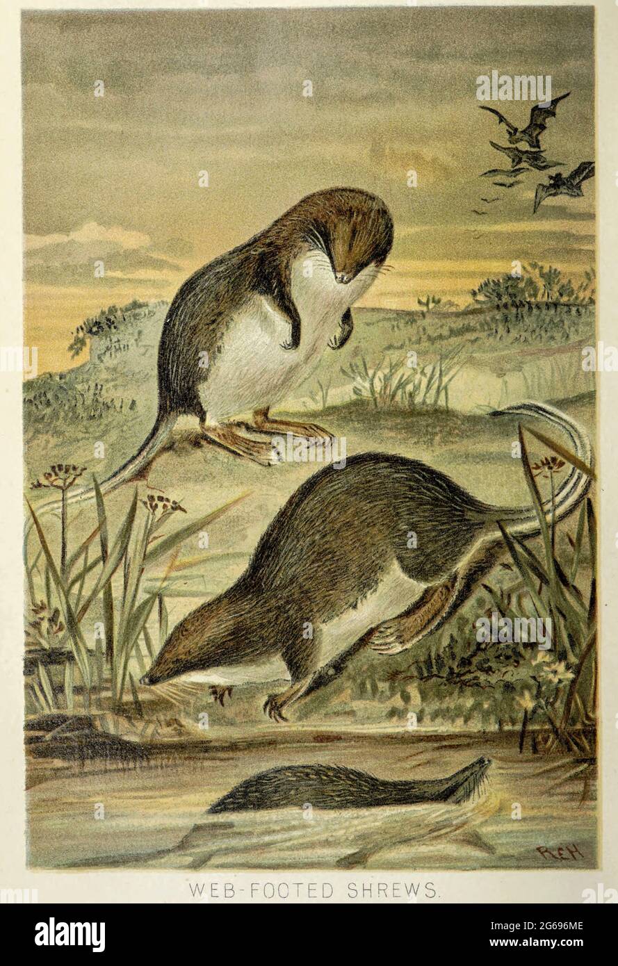 Le tenrec, le shrew de loutre ou le tenrec aquatique (Microgale mergulus) à pieds sur le Web du livre « Royal Natural History » Volume 1 édité par Richard Lydekker, publié à Londres par Frederick Warne & Co en 1893-1894 Banque D'Images