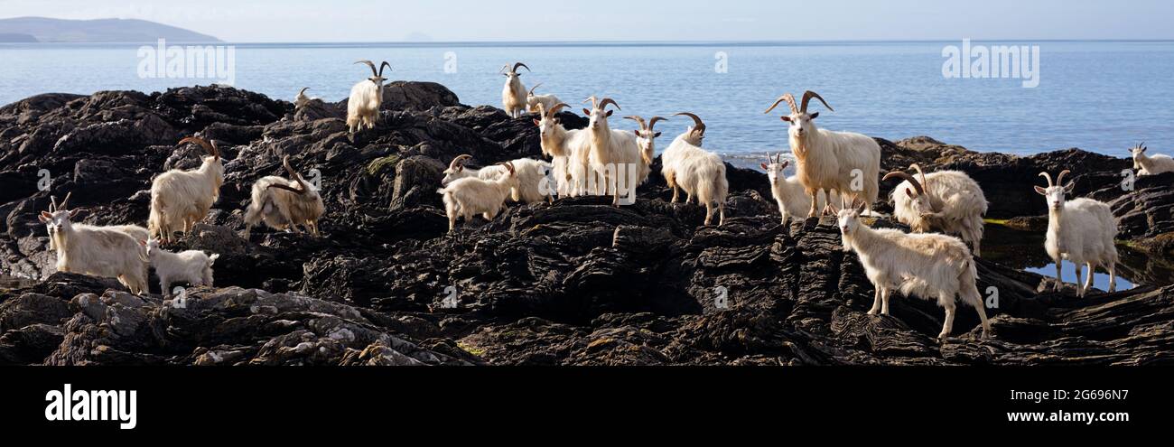 Feral Carradale chèvres (Capra Aegargus) sur le promontoire à côté de Carradale Bay, avec Arran au-delà, Kintyre, Argyll, Écosse, Royaume-Uni, Europe. Banque D'Images