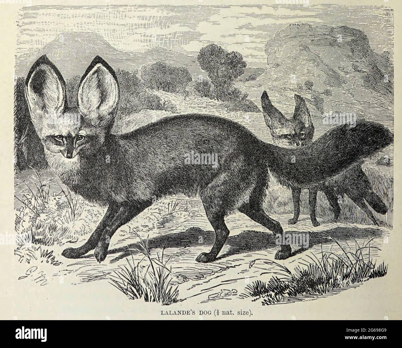 Le chien de Lalande (Otocyon megalotis). Le renard au chauve-souris. Extrait du livre « Royal Natural History » Volume 1 Section II édité par Richard Lydekker, publié à Londres par Frederick Warne & Co en 1893-1894 Banque D'Images