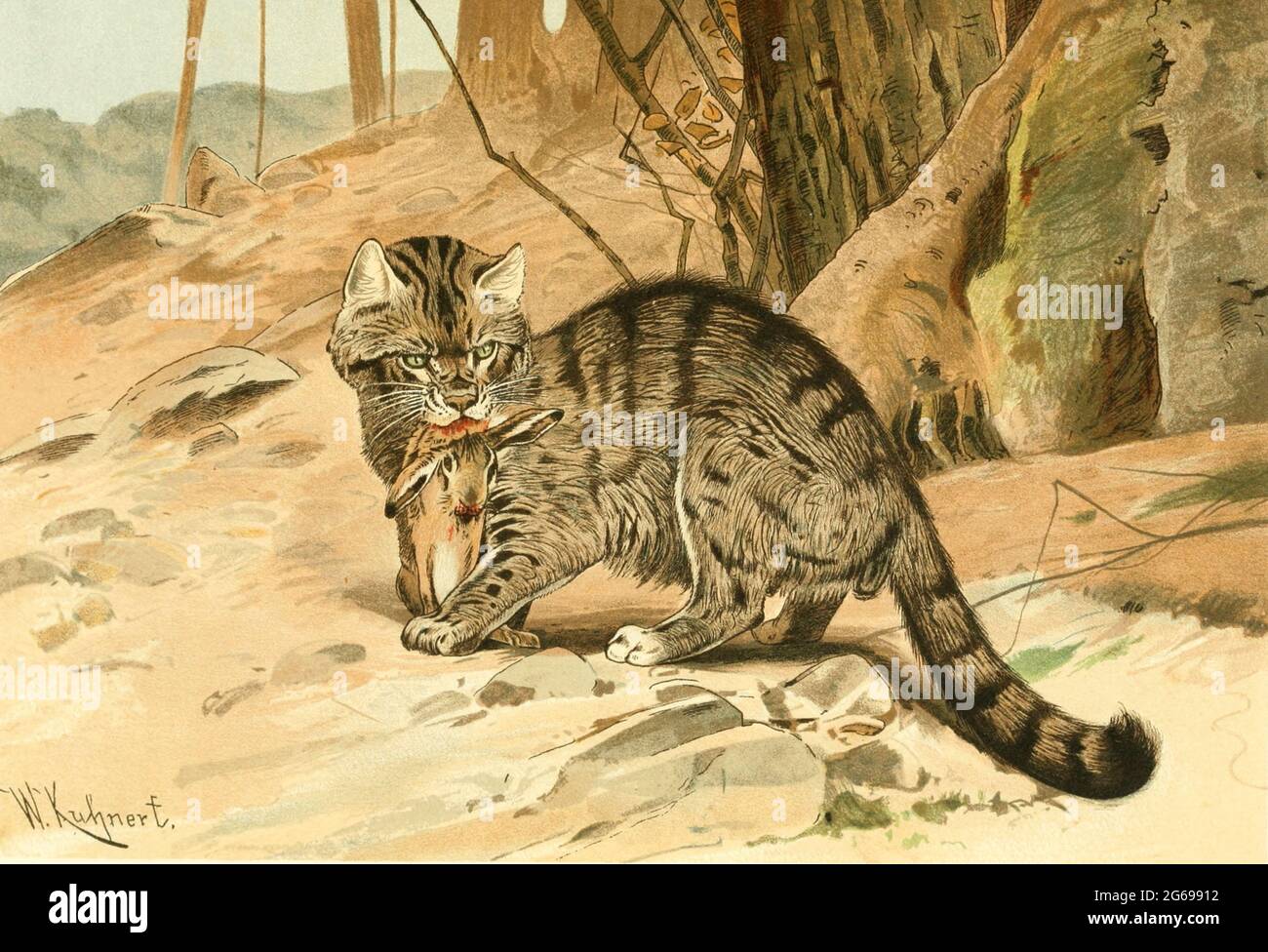 Wild Cat (Felis catus), tiré du livre « Royal Natural History » Volume 1 édité par Richard Lydekker, publié à Londres par Frederick Warne & Co en 1893-1894 Banque D'Images