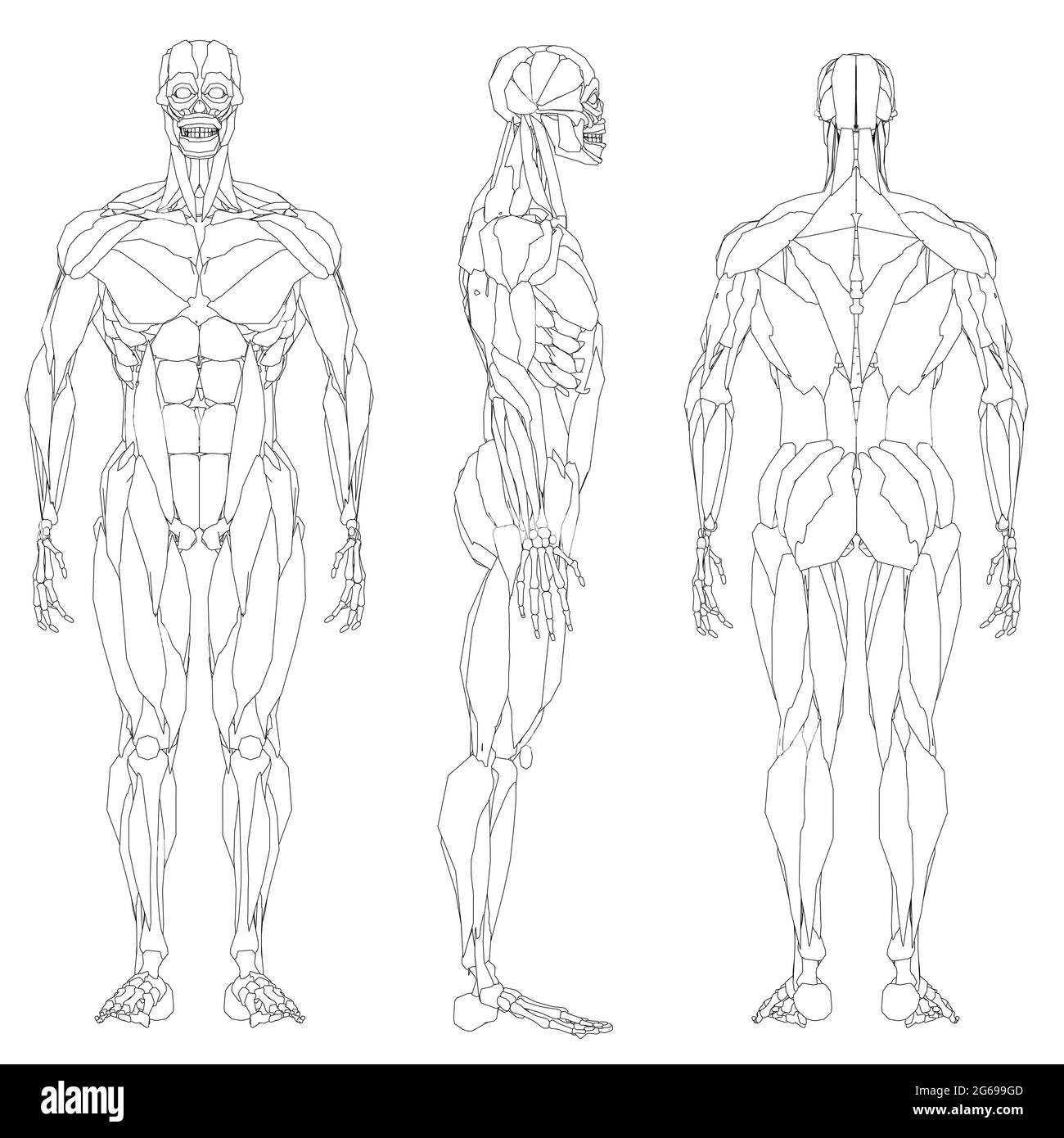 Défini avec le contour de la musculature humaine isolée sur fond blanc. Vues avant, latérale et arrière. Illustration vectorielle. Illustration de Vecteur