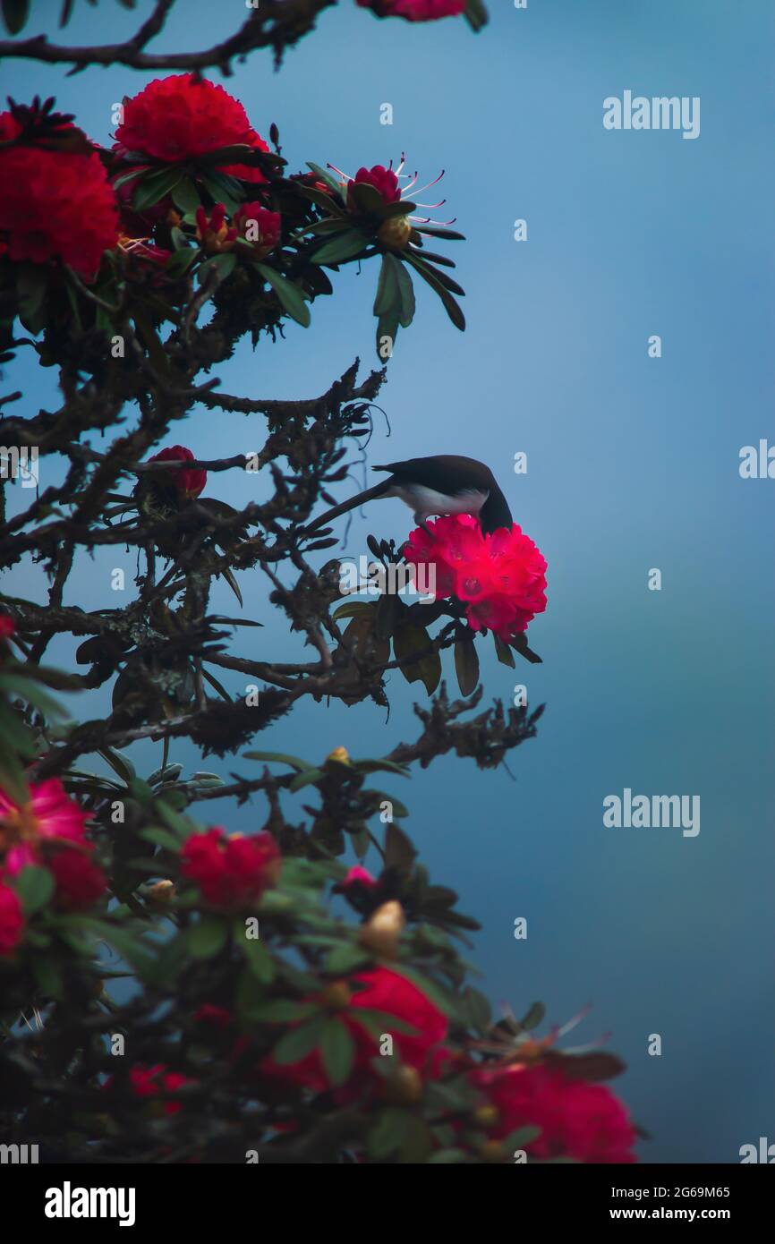 Le sibia à tête noire pollinise la fleur de rhododendron rouge. Forêt de l'Himalaya. Concentrez-vous sur la fleur de rhododendron. Banque D'Images