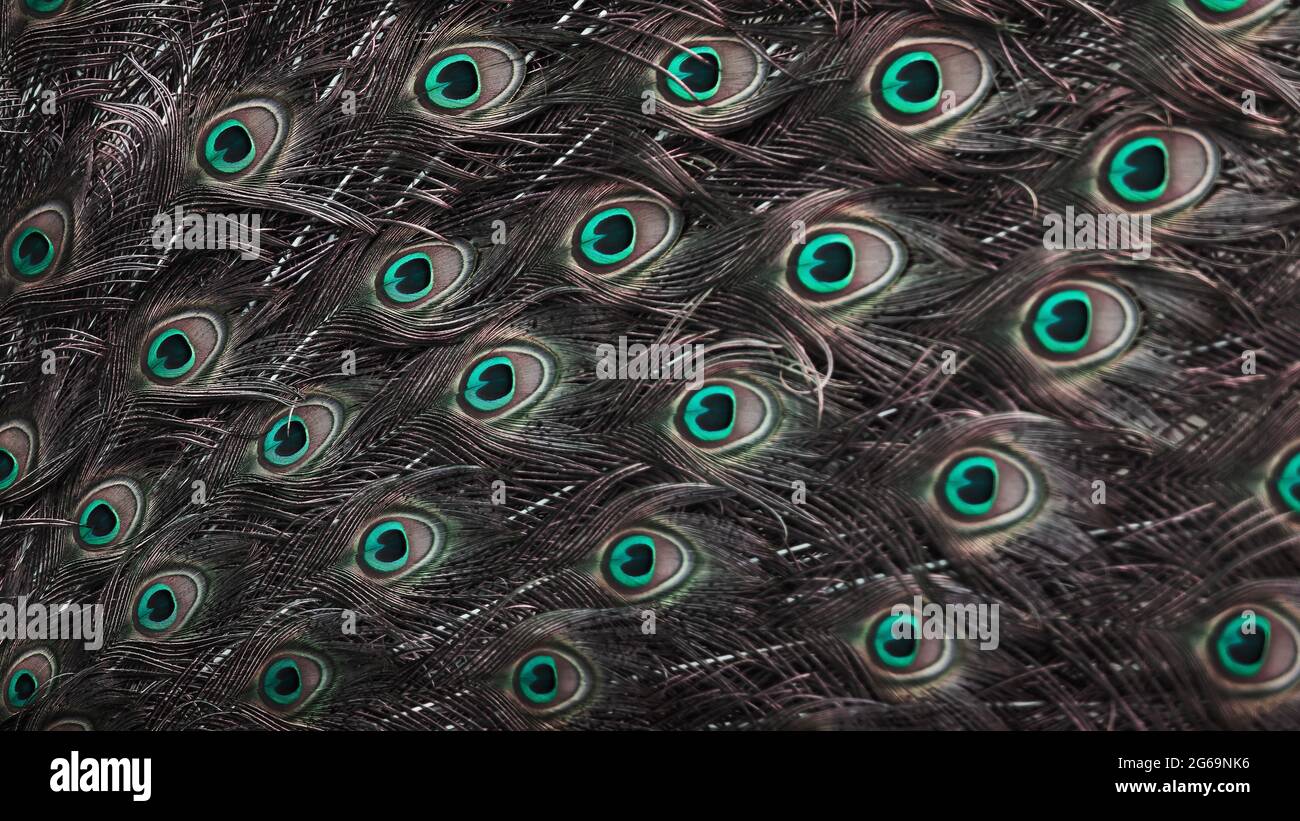 Peacock indien en gros plan en plein écran, œilleton lumineux sur une plume de train de Peafhibou indien en pleine nature. Concentrez-vous sur le pot à l'œil. Banque D'Images