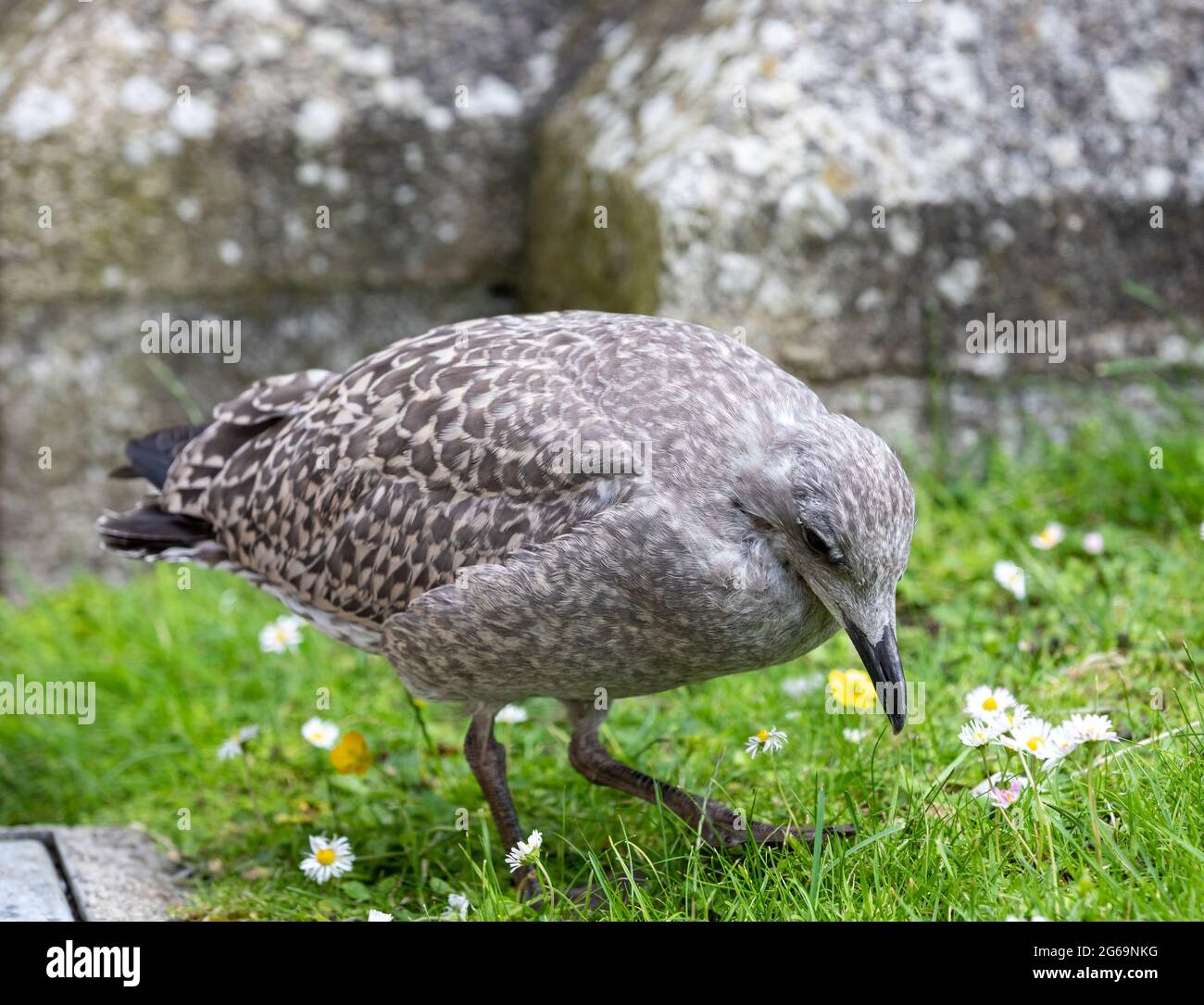 Truro, Royaume-Uni, 4 juillet 2021, UN jeune mouette se trouve sur l'herbe derrière la cathédrale de Truro dans le centre-ville.Credit: Keith Larby/Alay Live News Banque D'Images