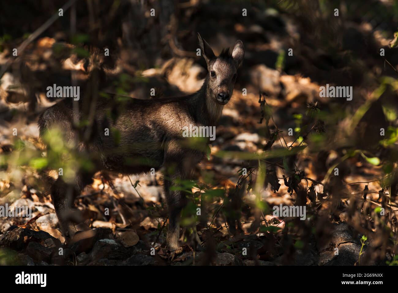 Portrait d'une gorale (Naemorthedus griseus) marche sous l'ombre de la forêt de l'Himalaya. Concentrez-vous sur les yeux. Banque D'Images