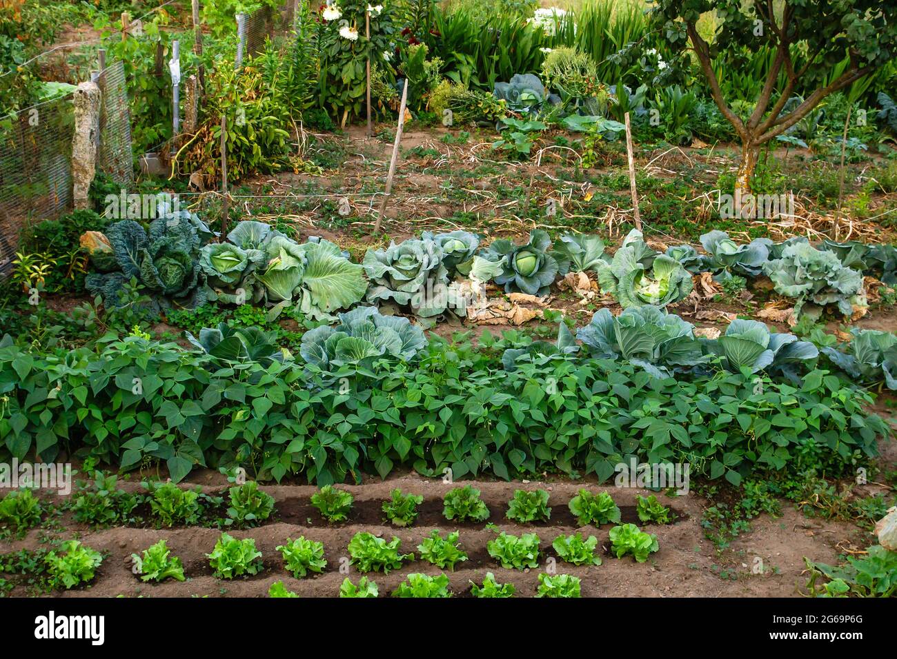 Culture de légumes dans le jardin de cuisine domestique Banque D'Images