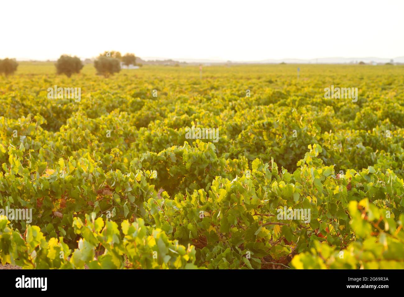 Paysage de vignes vertes à la Mancha, Espagne Banque D'Images