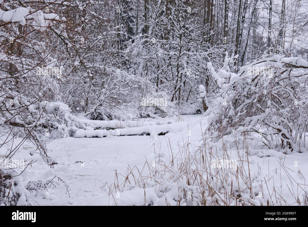 Paysage d'hiver de la rivière Lesna gelée en journée nuageux avec arbres neige enveloppée autour, Podlasie Voivodeship, Pologne, Europe Banque D'Images