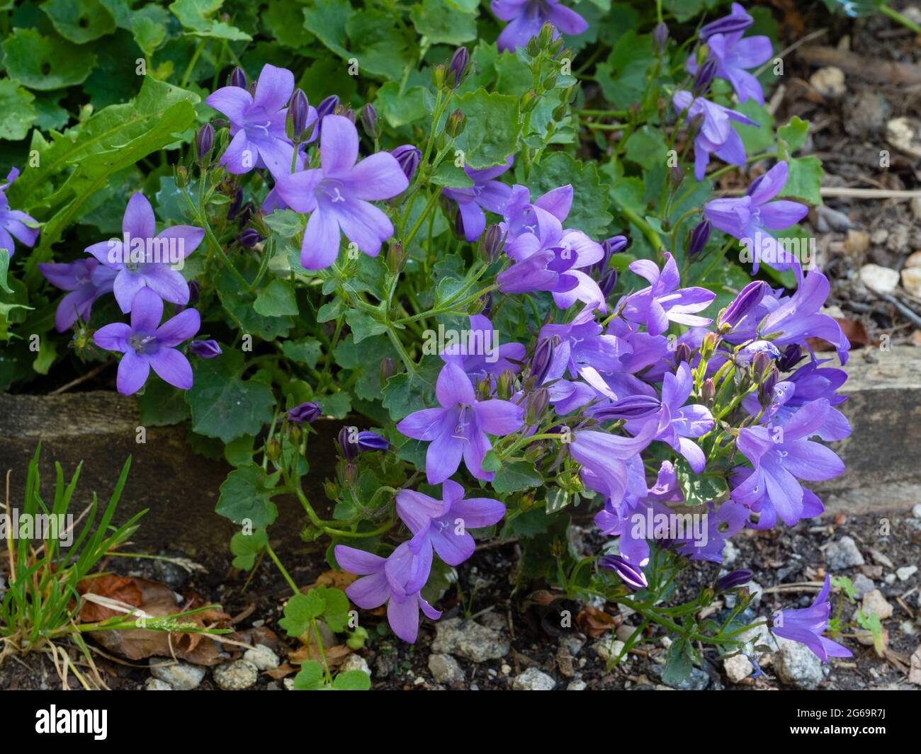 Tapis du début de l'été des petites fleurs bleues de l'Adriatique bellflower, Campanula garganica 'Mrs Resholt Banque D'Images
