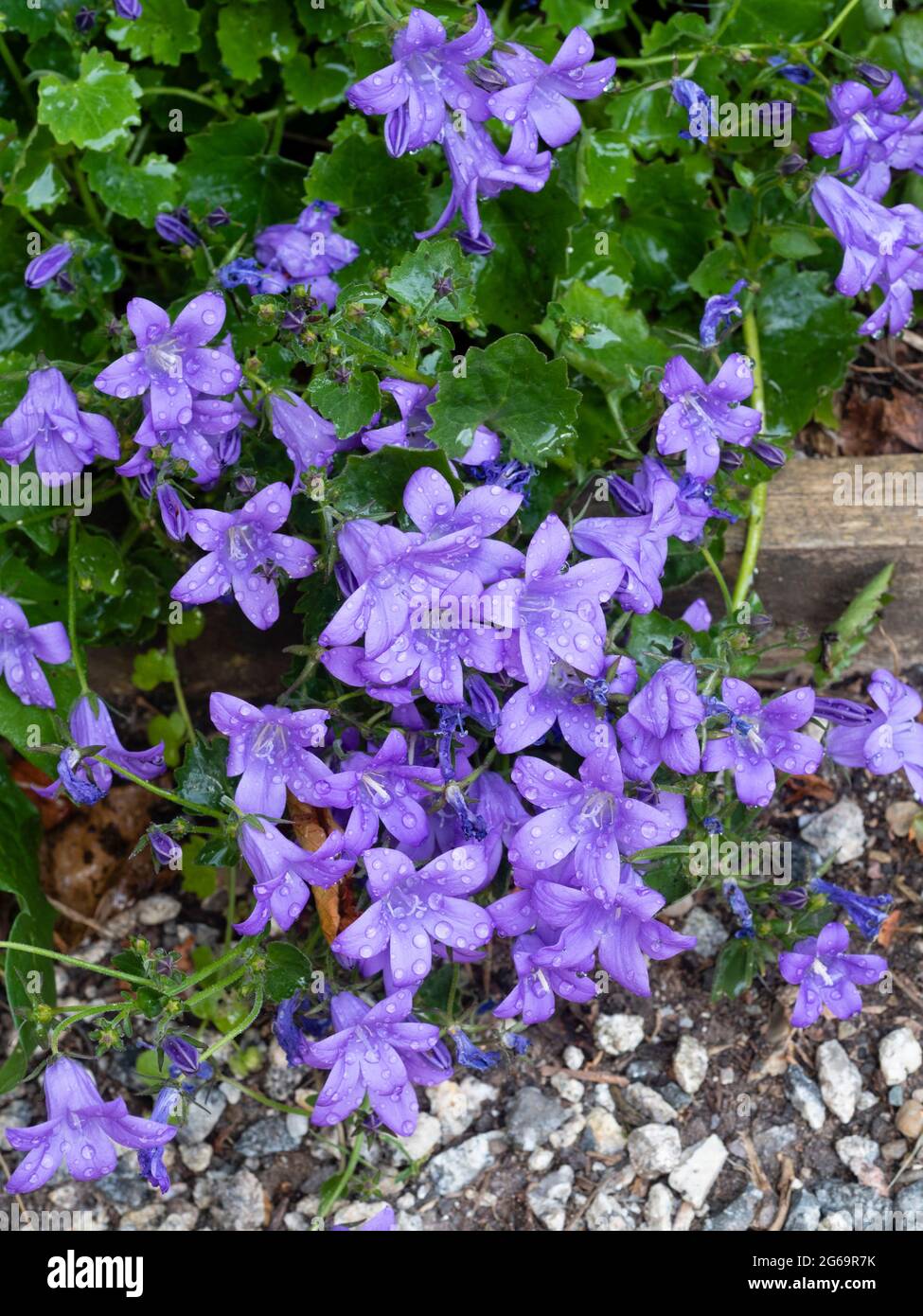 Tapis du début de l'été des petites fleurs bleues de l'Adriatique bellflower, Campanula garganica 'Mrs Resholt Banque D'Images