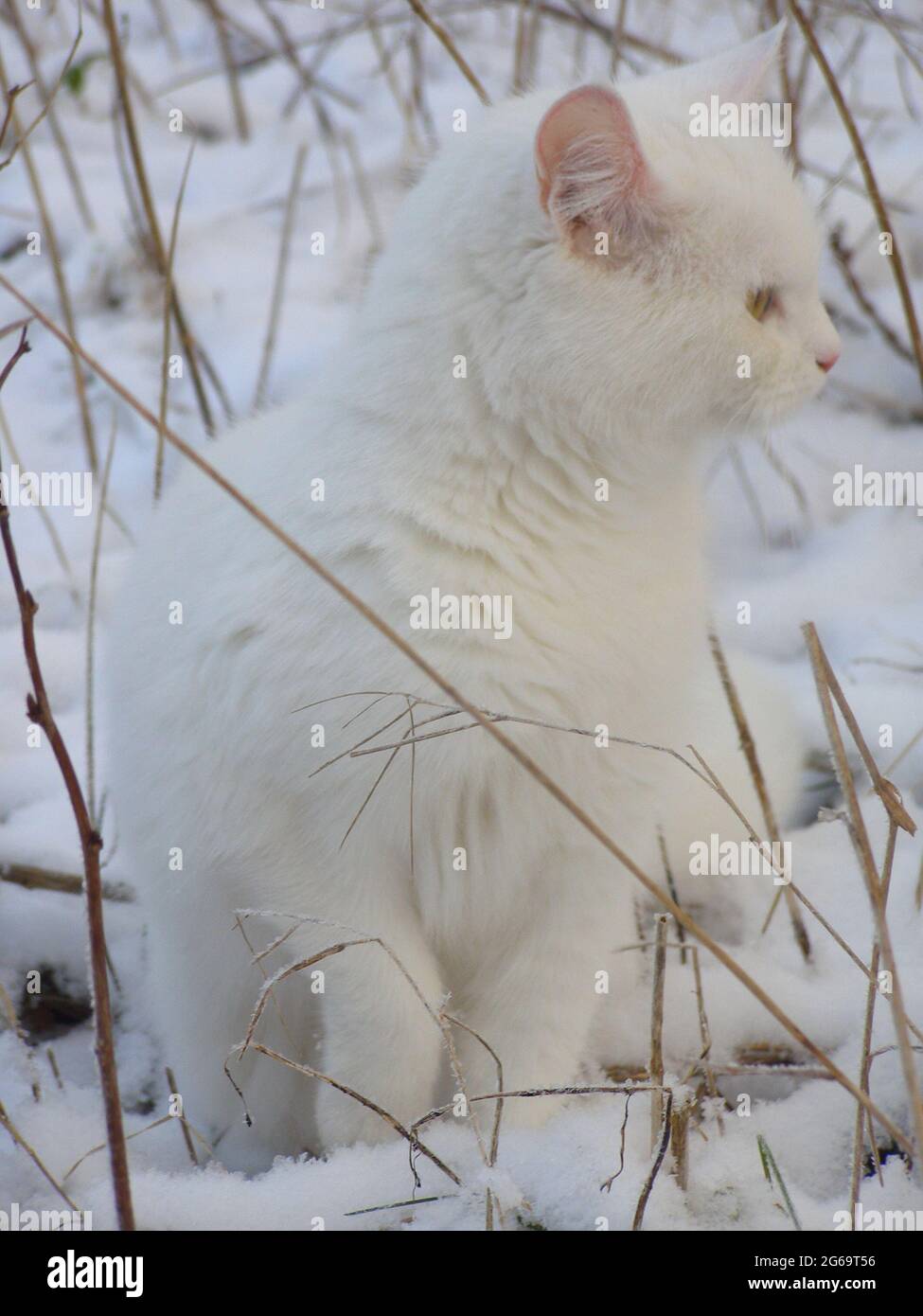 Portrait de chat domestique blanc debout dans la neige camouflage Suède. Banque D'Images