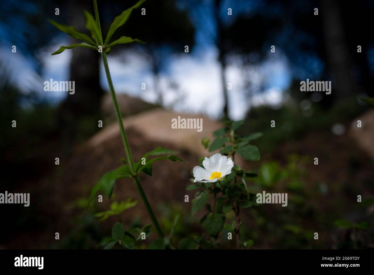 Parc naturel de Sintra Cascais, Portugal - 11 avril 2021 : Sageleaf Rockrose Banque D'Images