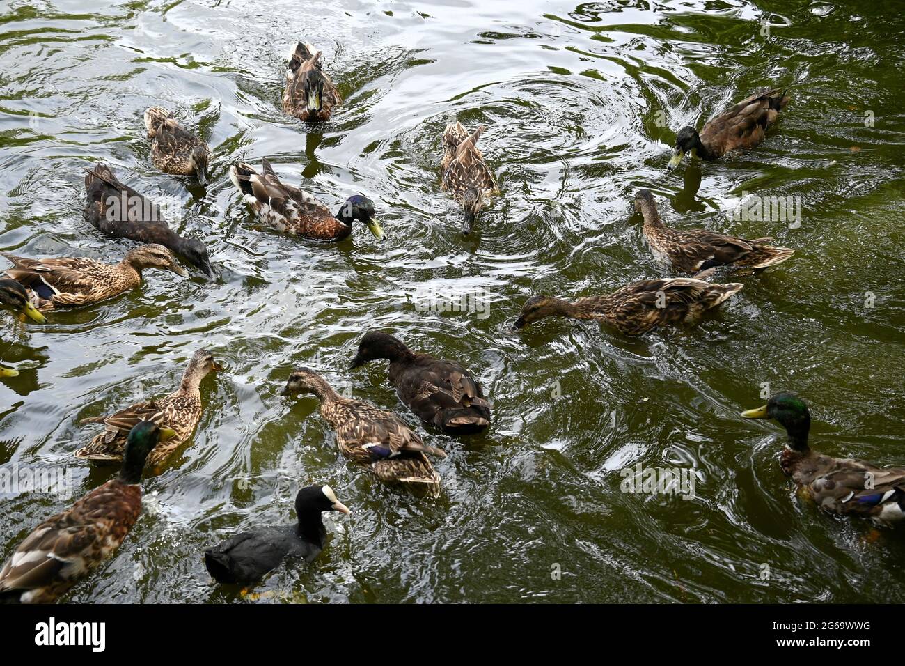 Canards et oies sur l'étang pendant une journée d'été Banque D'Images