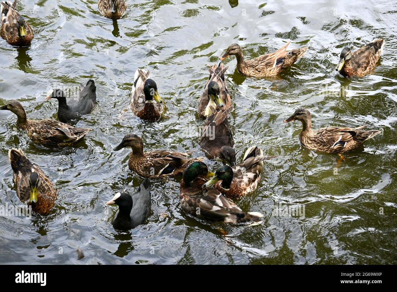 Canards et oies sur l'étang pendant une journée d'été Banque D'Images