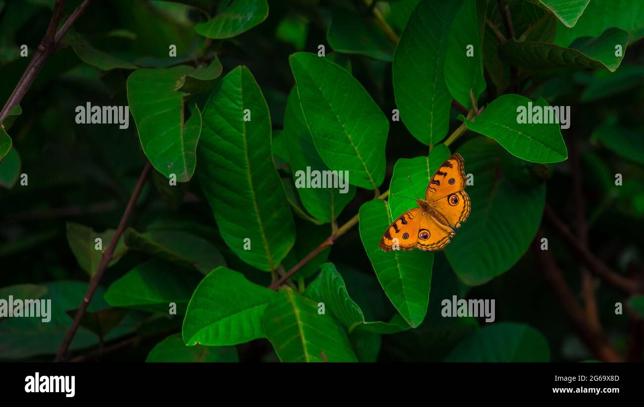 Un joli papillon est assis sur la feuille verte. J'ai pris cette photo le 11 août 2018, à Dhaka, au Bangladesh, en Asie du Sud Banque D'Images
