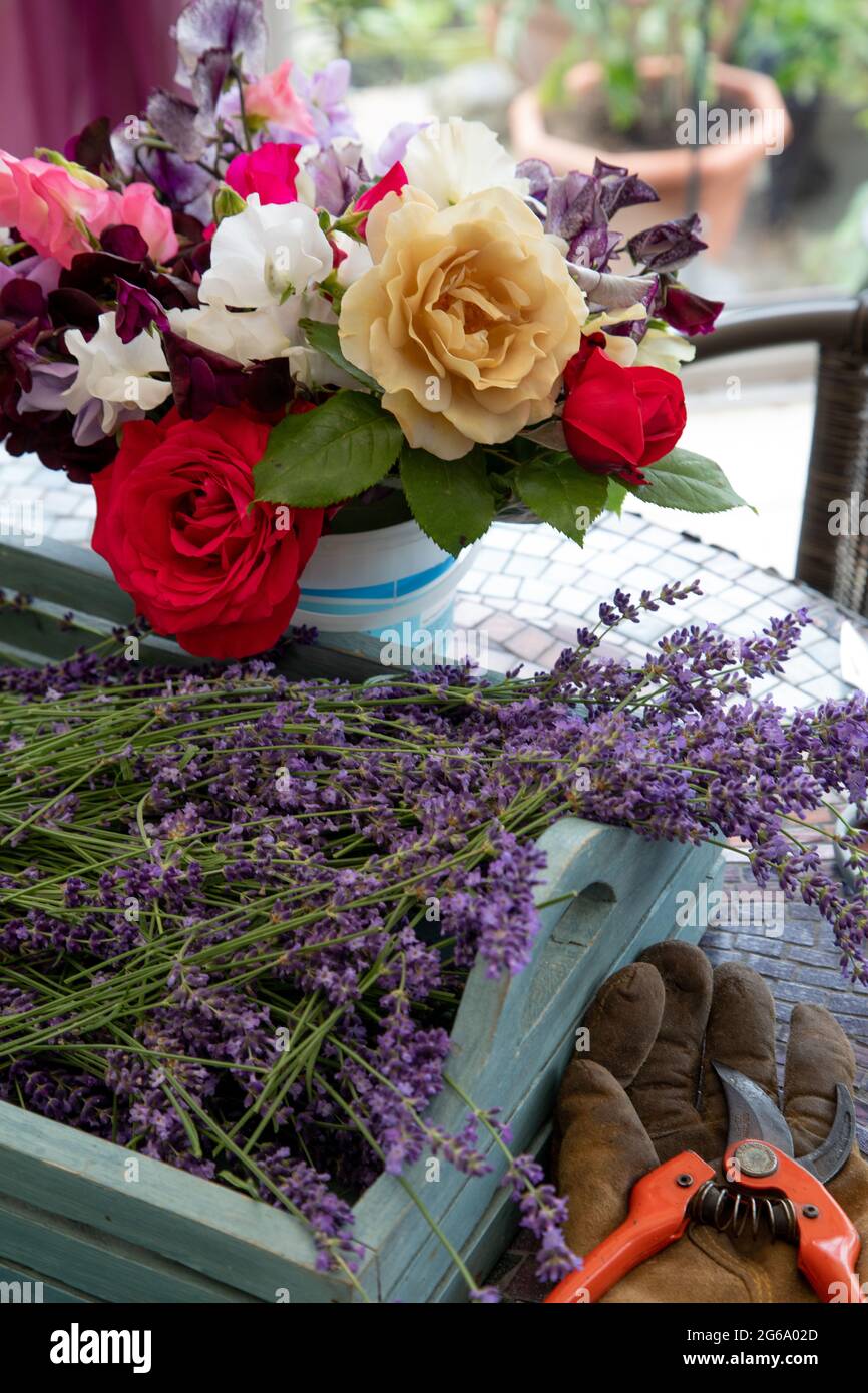 Fleurs d'été parfumées coupées du jardin Banque D'Images